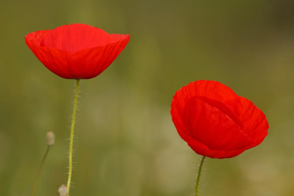 Composición de amapolas